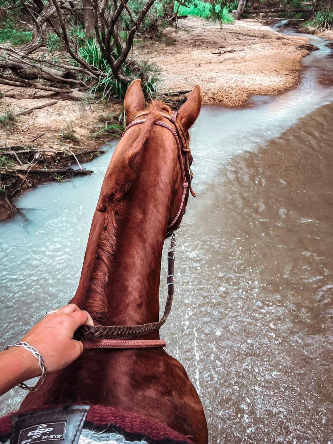 Bel Jade's famous plaited reins